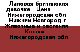 Лиловая британская девочка › Цена ­ 2 500 - Нижегородская обл., Нижний Новгород г. Животные и растения » Кошки   . Нижегородская обл.